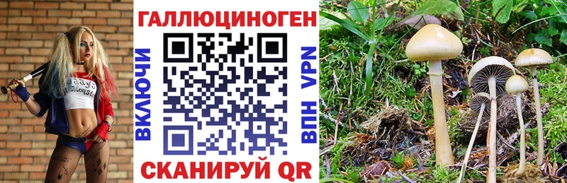 Галлюциногенные грибы прущие грибы  KRAKEN как войти  Вольск  где купить наркоту 